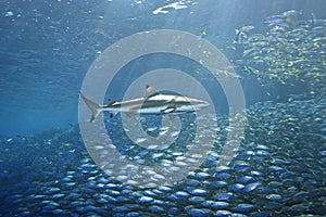 Blacktip Reef Shark and Fish photo