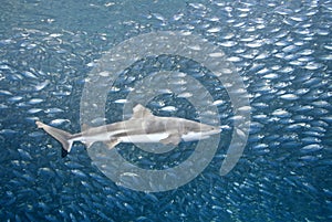Blacktip Reef Shark with Fish photo