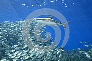 Blacktip Reef Shark with Fish photo