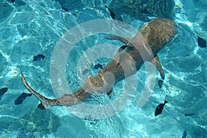 Blacktip Reef Shark, French Polynesia