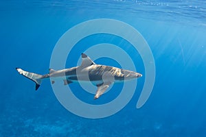 Blacktip Reef Shark in Moorea, French Polynesia