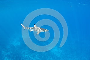 Blacktip Reef Shark in Moorea, French Polynesia