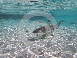 Blacktip Reef Shark in Moorea, French Polynesia