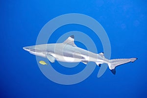 Blacktip Reef Shark with Pilot fish