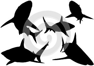 Blacktip Reef Shark Silhouettes