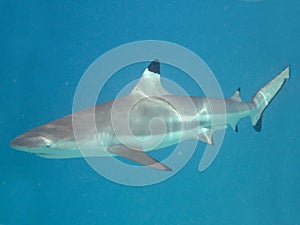 Blacktip reef shark photo