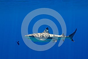 blacktip reef shark swimming