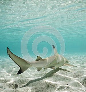 Blacktip reef shark swimming away in shallow water