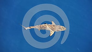 Blacktip reef shark swimming in blue water