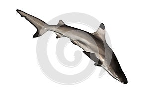 Blacktip reef shark swimming down, Carcharhinus melanopterus