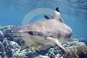 Blacktip Reef Shark swimming over Coral Reef