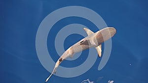 Blacktip reef shark in tropical pacific ocean