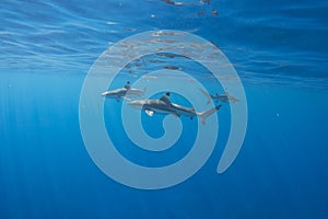 Blacktip Reef Sharks in Moorea, French Polynesia