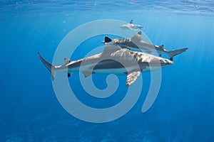 Blacktip Reef Sharks in Moorea, French Polynesia