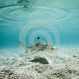 Blacktip reef sharks in shallow water