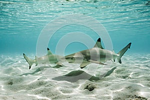 Blacktip reef sharks in shallow water