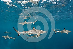 Blacktip Reef Sharks in Shallow Water