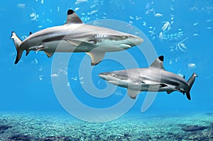 Blacktip Reef Sharks Swimming in Tropical Waters