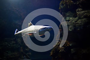 Blacktip Reef sharks swimming in tropical waters over coral reef