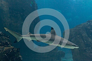 Blacktip shark