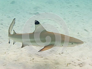 Blacktip shark photo