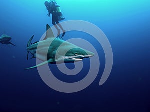 Blacktip shark and Bull Shark photo