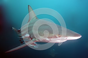 The blacktip shark Carcharhinus limbatus, portrait in the ocean photo