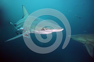 The blacktip shark Carcharhinus limbatus, portrait in the ocean photo