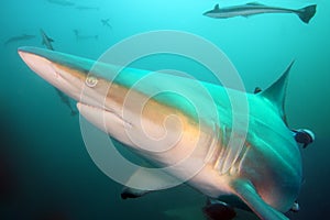 The blacktip shark Carcharhinus limbatus, portrait in the ocean photo