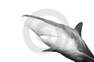 The blacktip shark Carcharhinus limbatus, portrait in the ocean. Black tip shark isolated and black and white photo