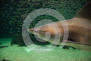 Blacktip shark Carcharhinus limbatus swims photo