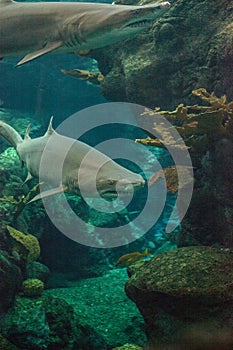 Blacktip shark Carcharhinus limbatus swims photo