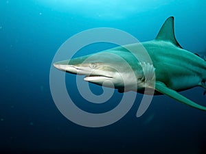 Blacktip Shark closeup