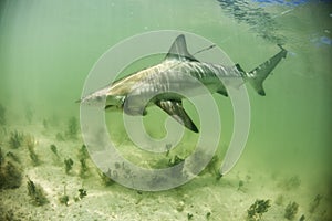 Blacktip Shark on a lure