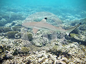 Blacktip shark in maldives