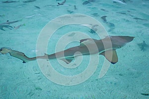 Blacktip shark in moorea island lagoon