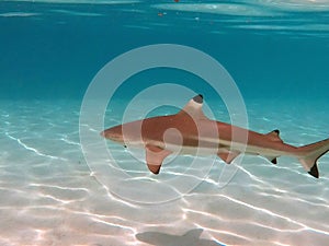 Blacktip shark in Moorea lagoon