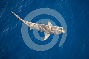 Blacktip Shark at Surface of Pacific Ocean