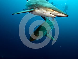 Blacktip sharks