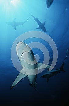 Blacktip sharks (carcharhinus limbatus) underwater view photo