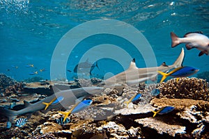 Blacktip and whitetip sharks photo