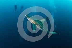 Blacktip Zambezi Shark in South Africa