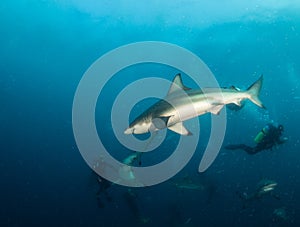 Blacktip Zambezi Shark in South Africa