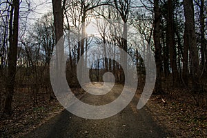 A Blacktop Path in a Dead Winter Forest With a Bright Sunset Behind It
