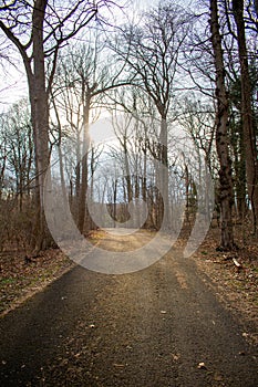 A Blacktop Path in a Dead Winter Forest With a Bright Sunset Behind It