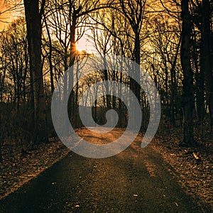 A Blacktop Path in a Dead Winter Forest With a Bright Sunset Behind It