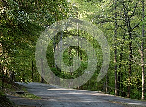 Blacktop road through a forest