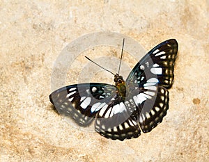The Blackvein Sergeant butterfly