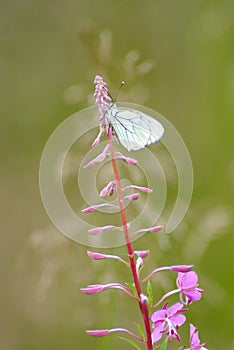 Blackveined thorn butterfly