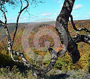 Blackwater Falls State Park autumn colors